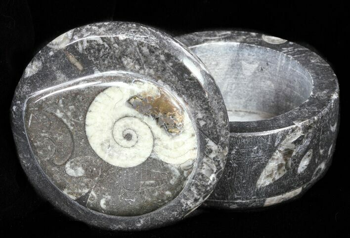 Small Fossil Goniatite Jar (Black) - Stoneware #60091